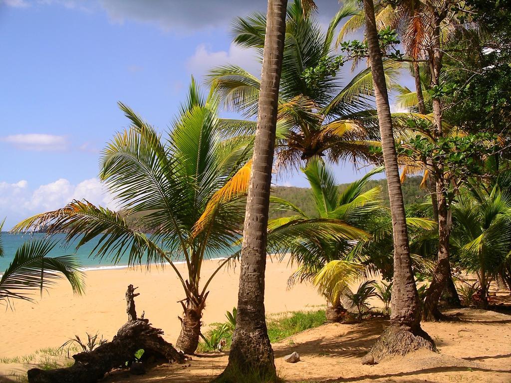 Mangoplaya Villa Deshaies Kültér fotó